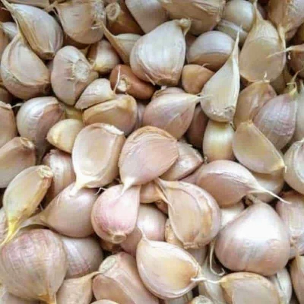 

bawang putih kating kualitas terbaik