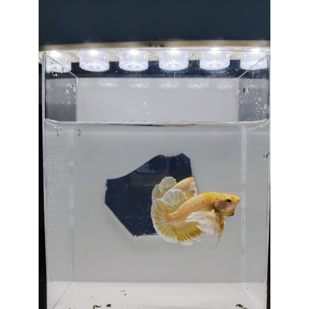 IKAN CUPANG PKDE MURMER