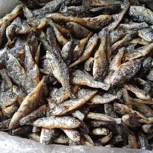 

Ikan bilih padang