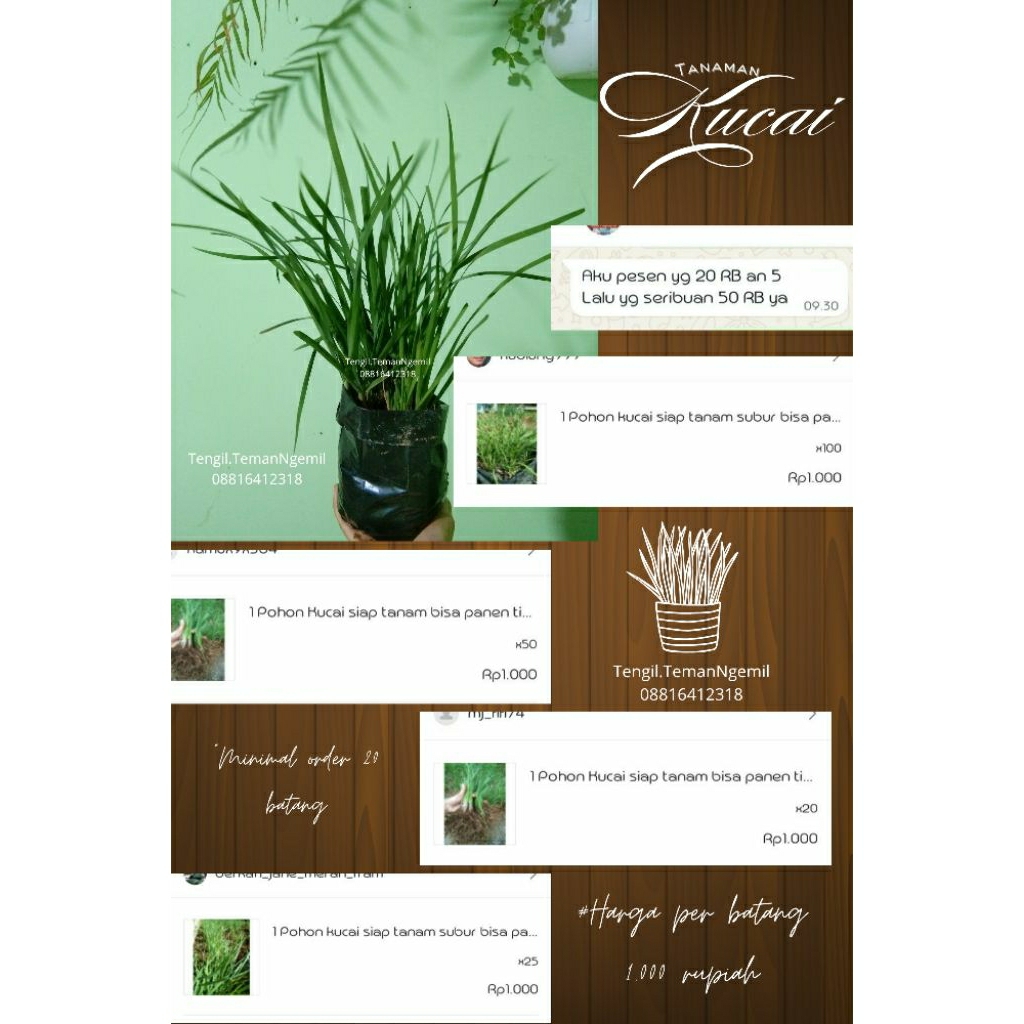 

1 Pohon Kucai siap tanam bisa panen tiap minggu