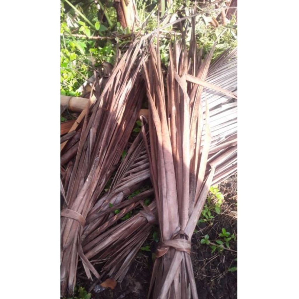 Daun kelapa kering baralak kelapa,  50 lembar