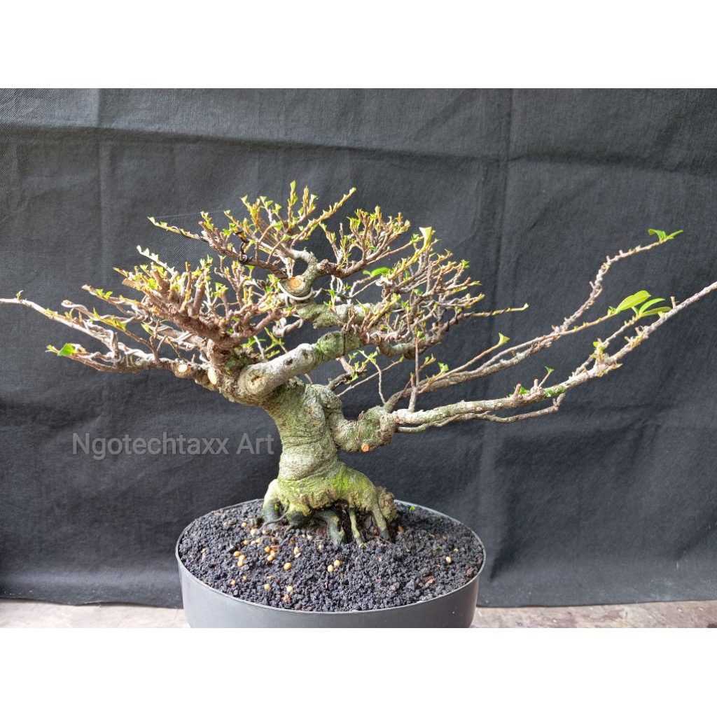 bonsai ohna - REAL PICT