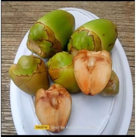 

Buah Kelapa Buruluk – Ukuran Mini Segar & Alami