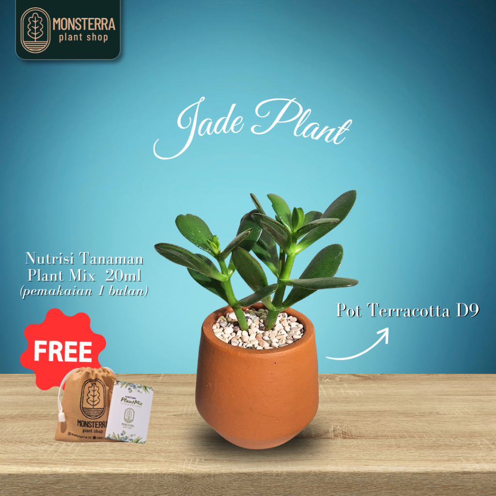 Jade Plant Hijau Pohon Giok Tanaman Hias Indoro Plant Aesthetic