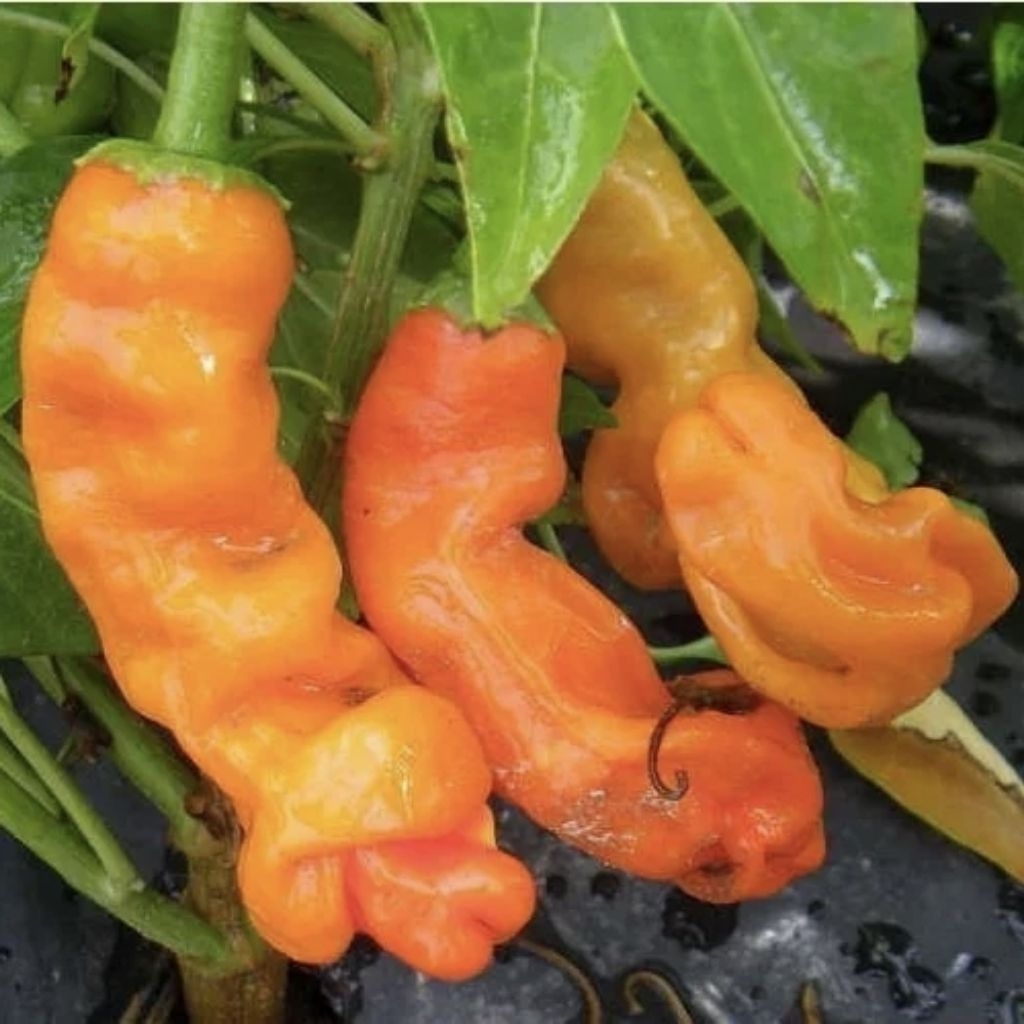 Benih Cabe Porno/Peter Pepper Orange ( 5 Pcs )