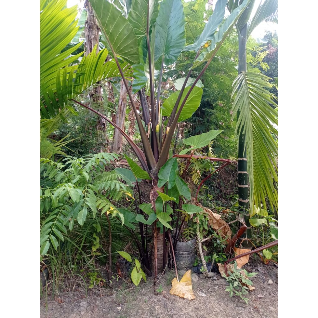Talas Taman Hitam Keren / Sente Ireng