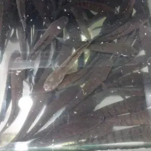 

Ikan Gabus Hidup