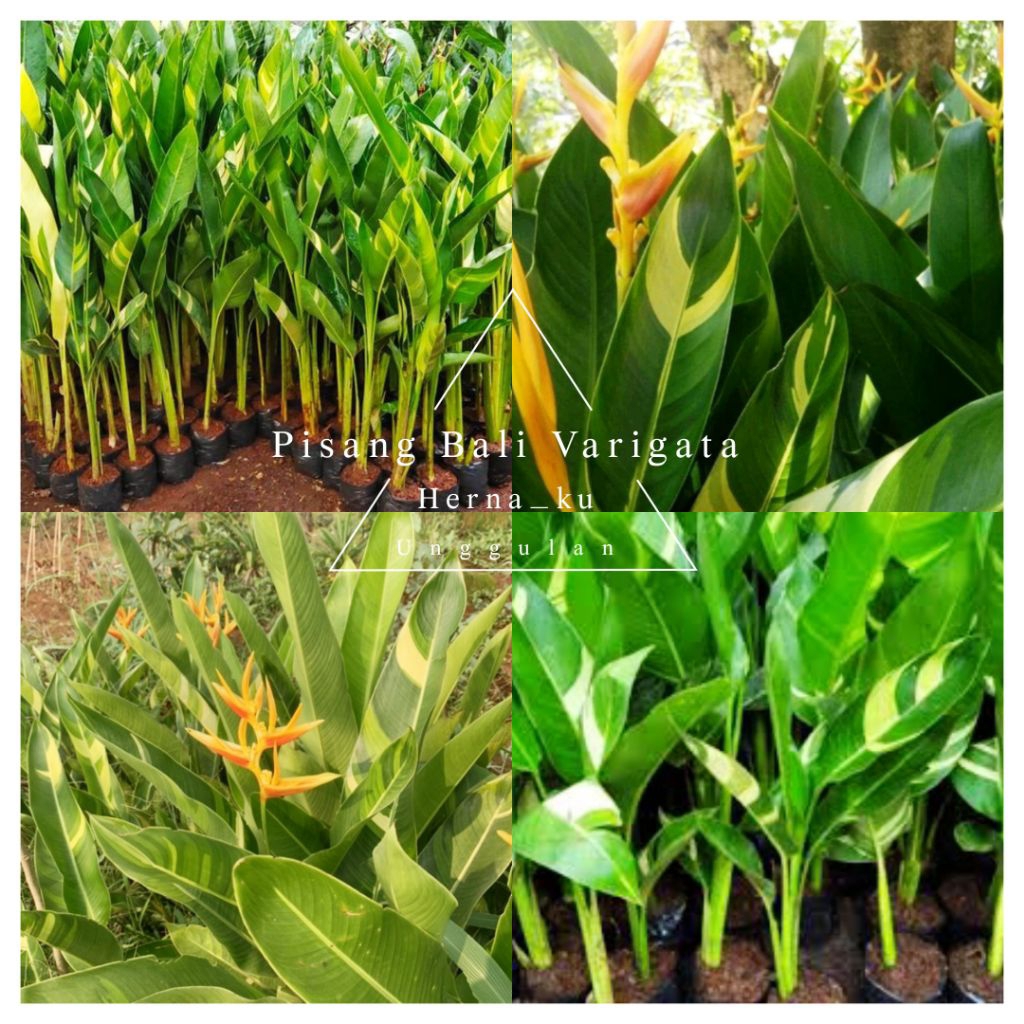 Bibit Tanaman Hias PISANG BALI KUNING VARIGATA Unik Kualitas Terbaik