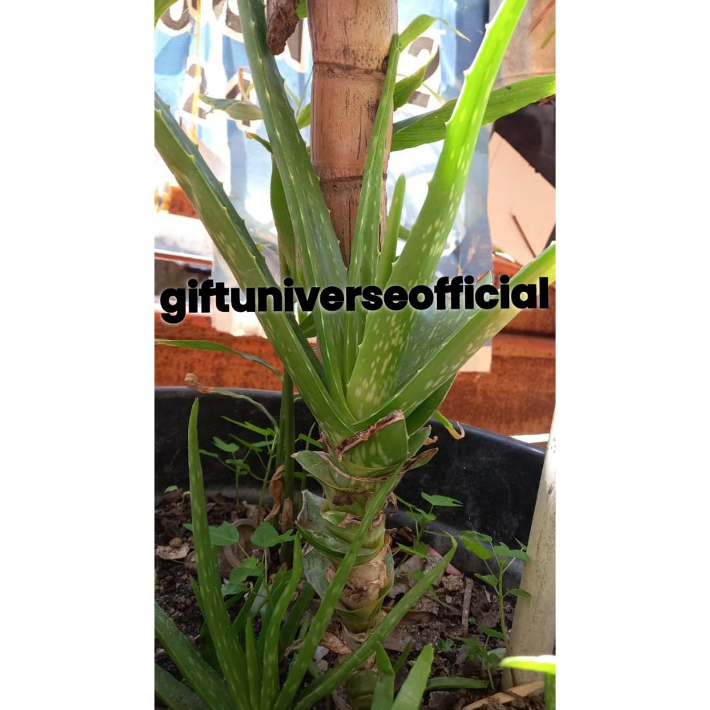 

Lidah Buaya Per 1 Kg