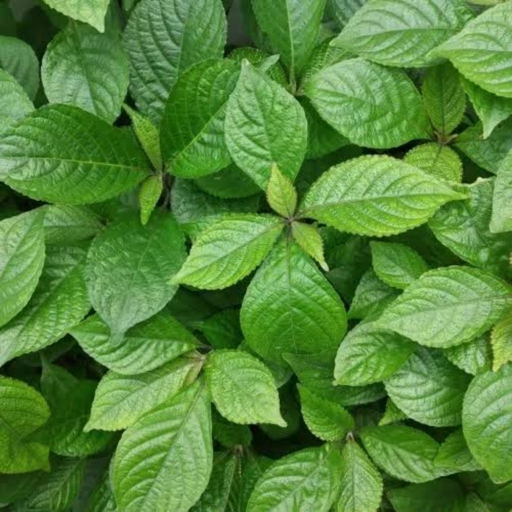 

daun pecah beling kaya akan manfaat herbal/obat tradisional per daun