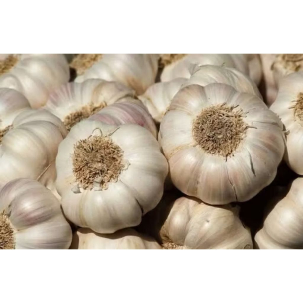 

bawang putih sinco 1kg