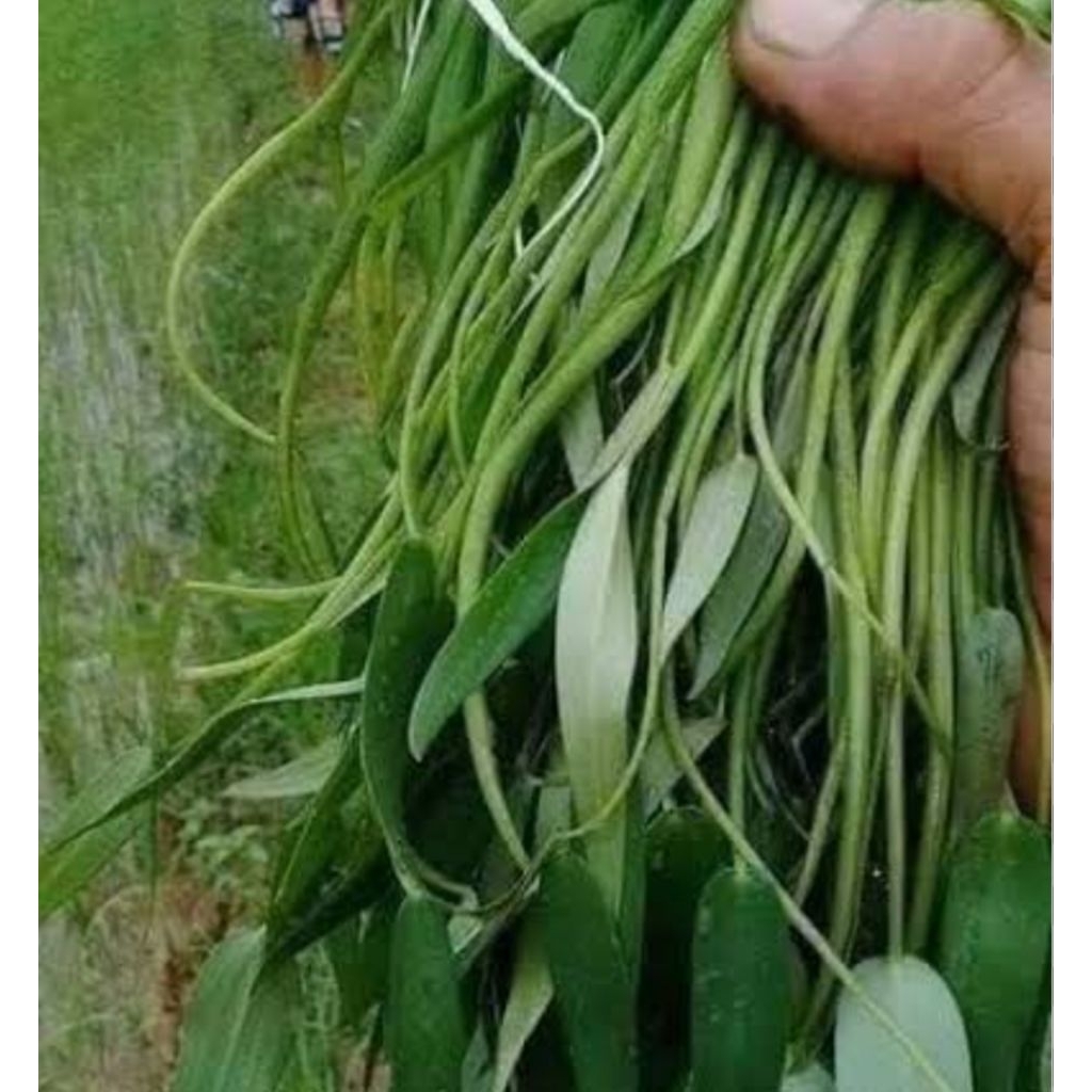 Daun eceng sawah segar eceng sayur 500 gram-az