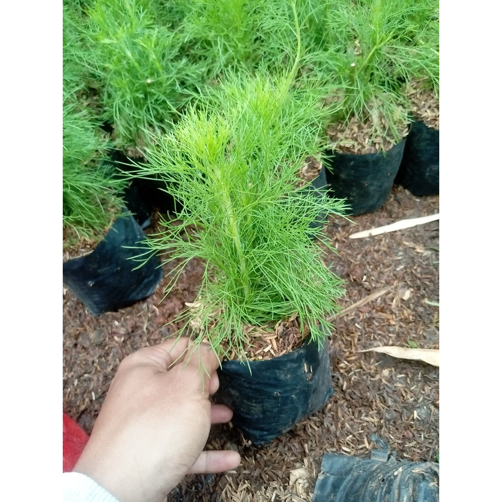 Tanaman hias cemara air - cemara air