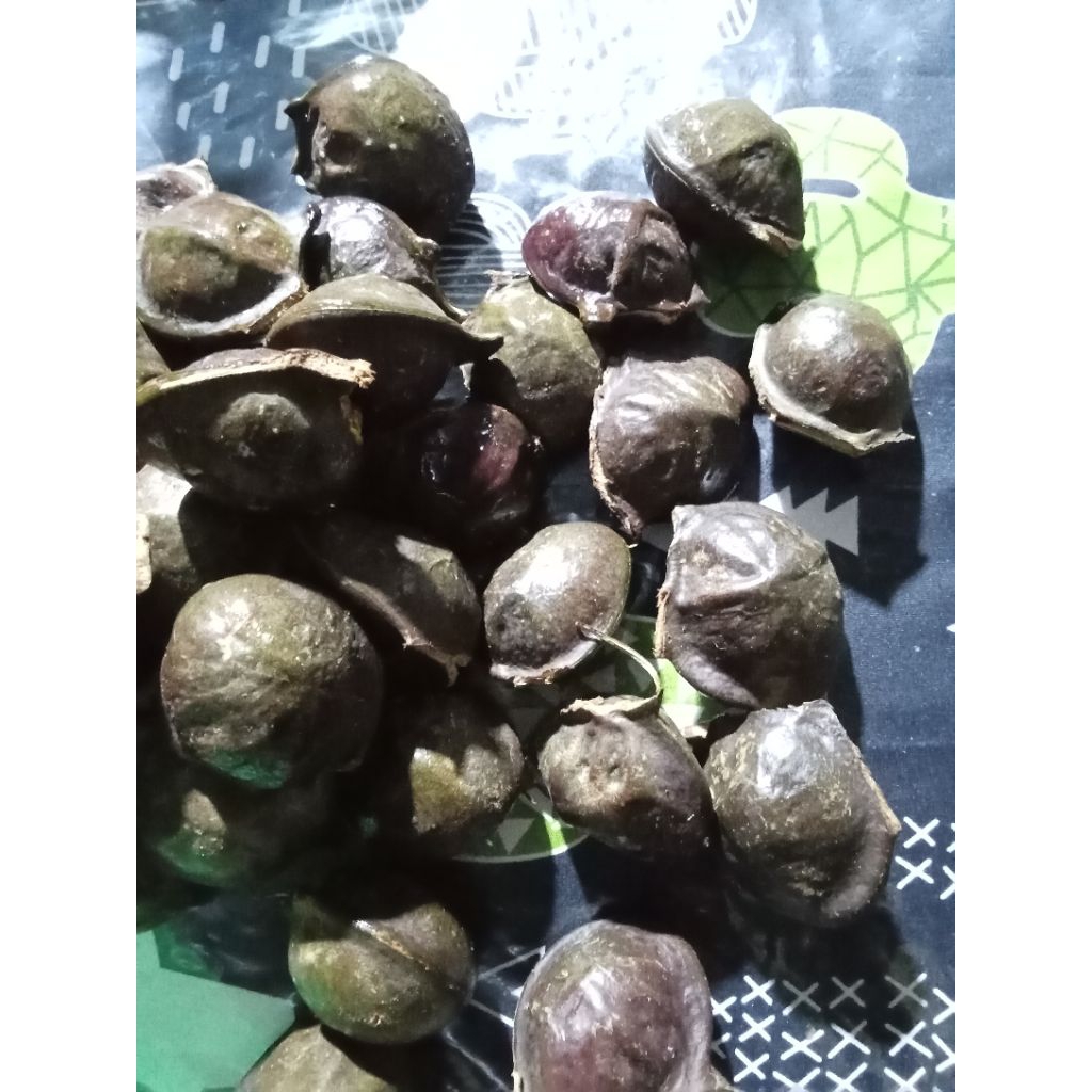 

Jengkolnesia 1 KG pake Kulit, isi 30-35 biji, asli Inderapura, Pessel, Sumatera Barat