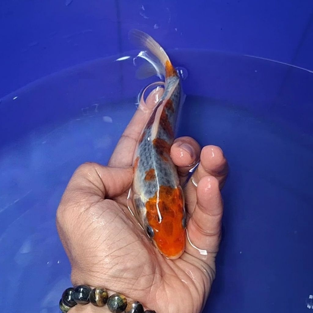 Ikan Koi Blitar Jenis Kujaku / Rumah Koi Jakarta / kode 0031