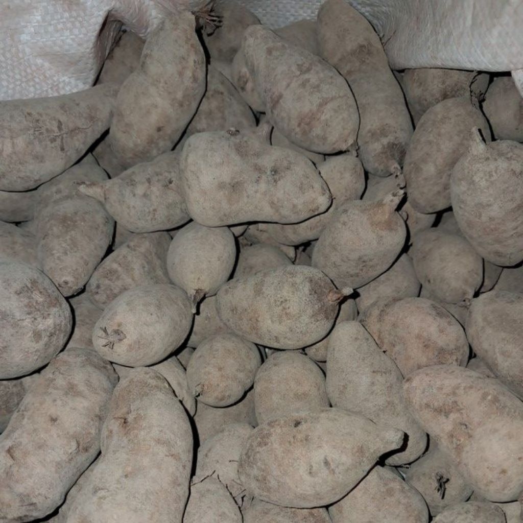 

BIBIT GEMBILI KETAN UKURAN KECIL 1KG