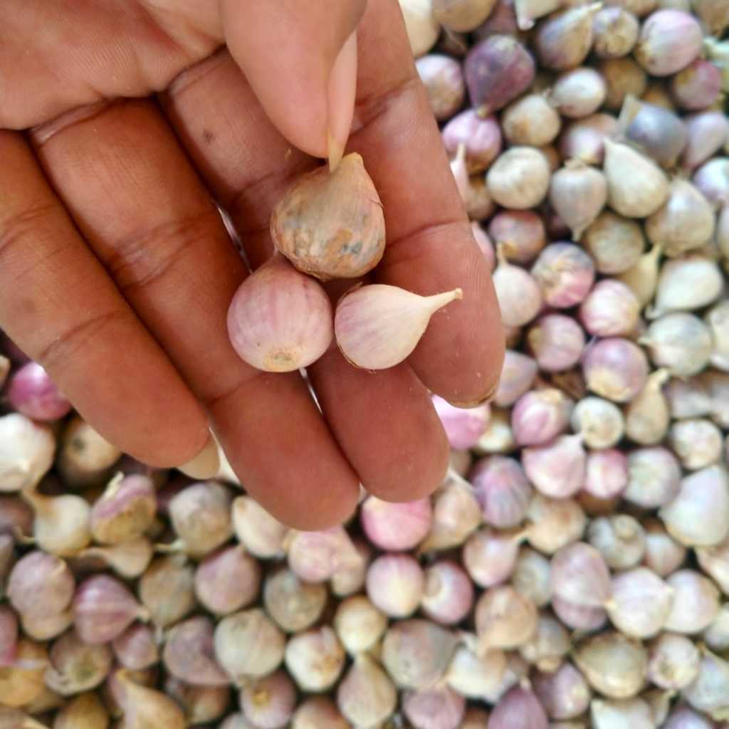 

Bawang Putih Tunggal Obat Herbal Import Kualitas SUPER Ukuran Kecil