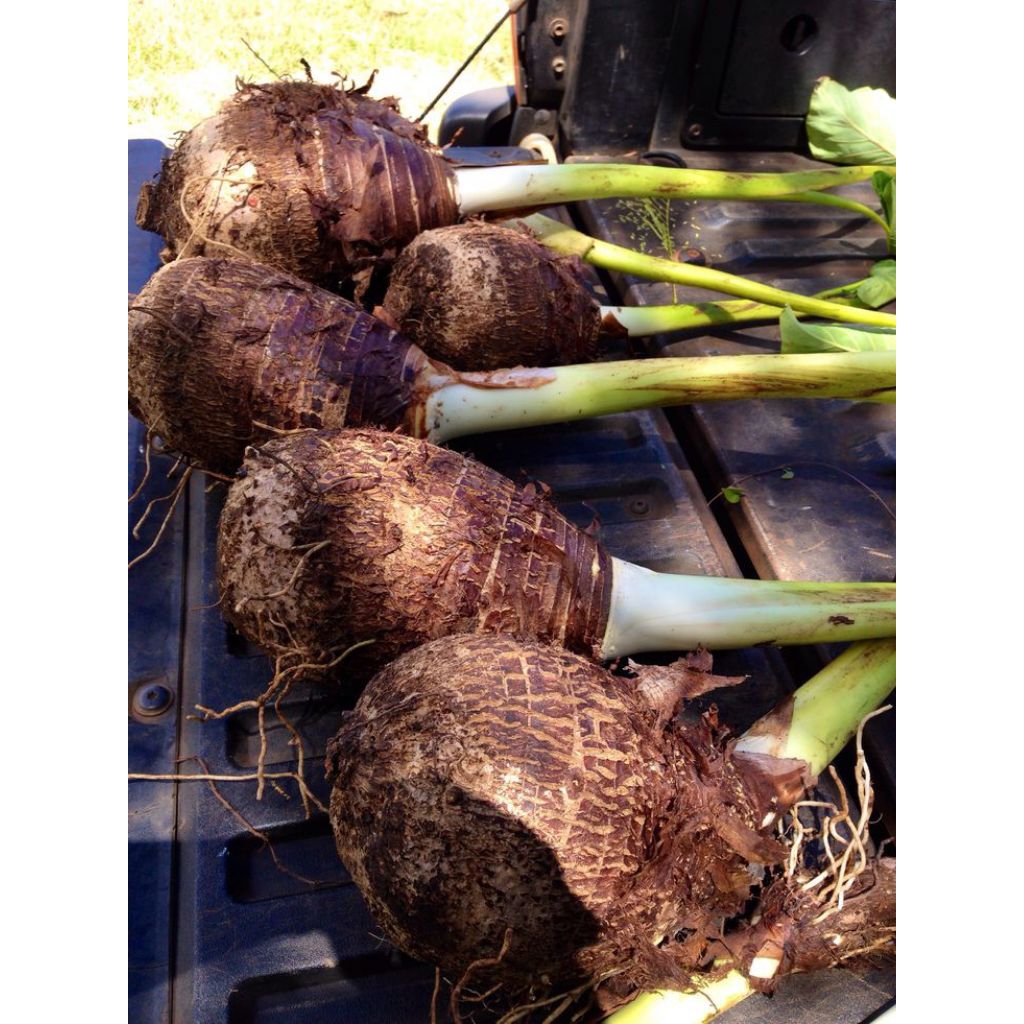 

Bibit Talas/Bibit Umbi talas Murah Meriah Ayo Buruan D Order 1kg