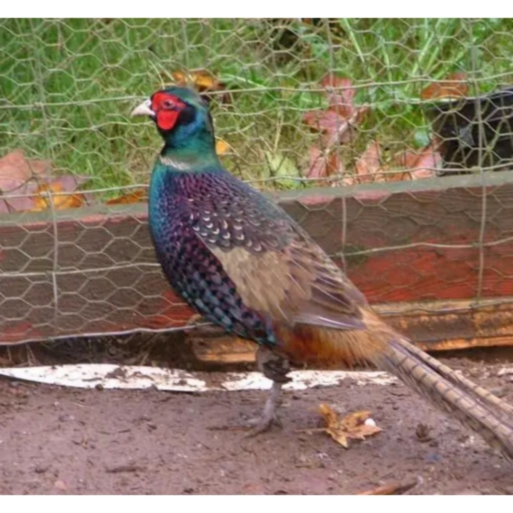 telur ayam hias fertil Green ringneck pheasant untuk ditetaskan
