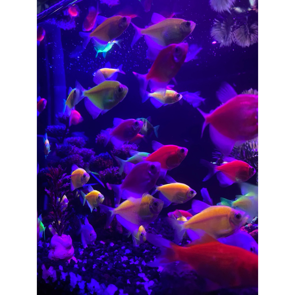 GLOWFISH TETRA