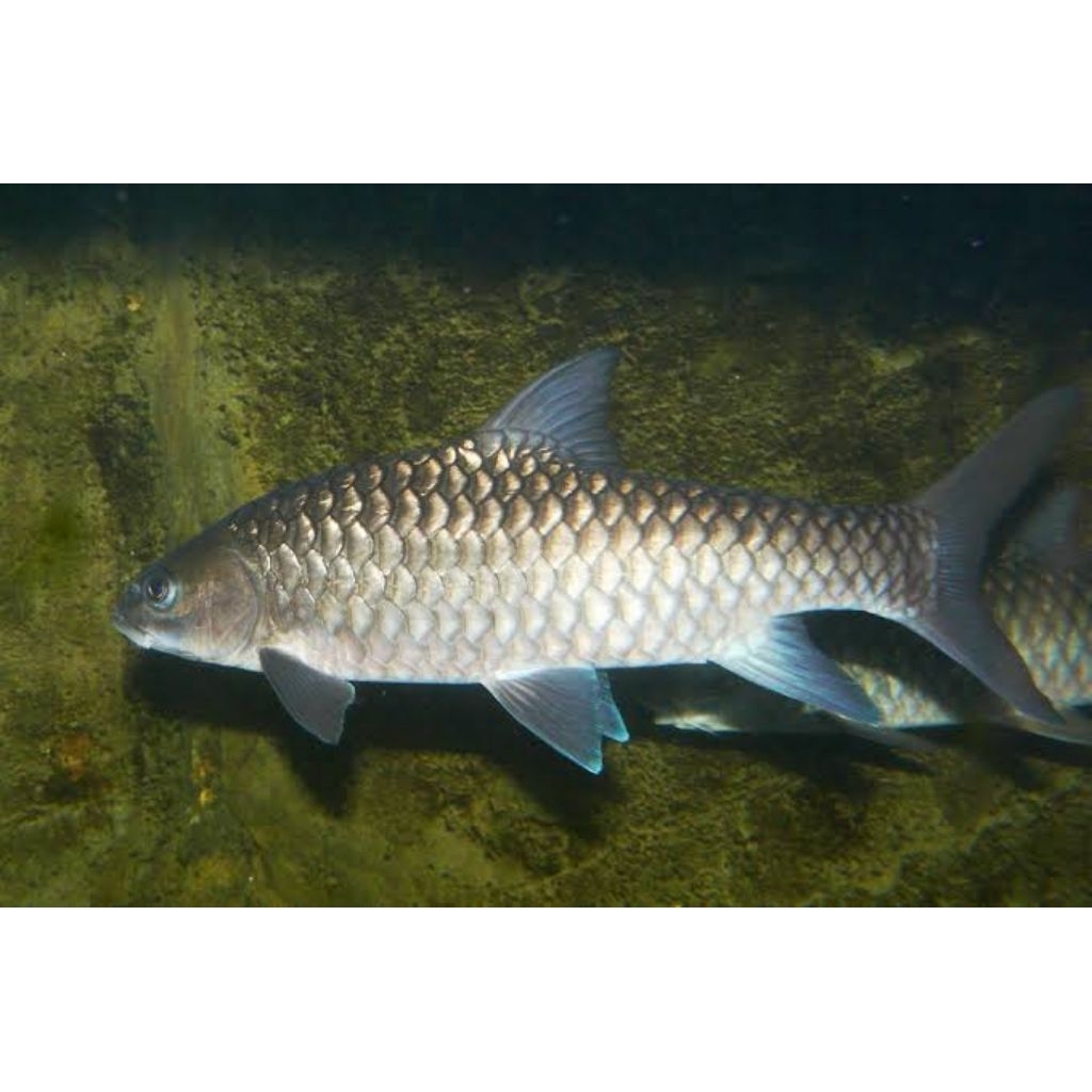 Mahseer Tor Tambroides blue mahseeer tambroides
