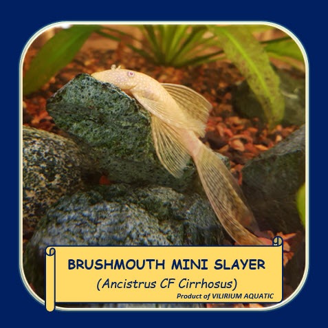 IKAN HIAS AIR TAWAR - SAPU SAPU BRUSHMOUTH MINI SLAYER ALBINO / BRISTLENOSE ALBINO MINI SLAYER (ALGA