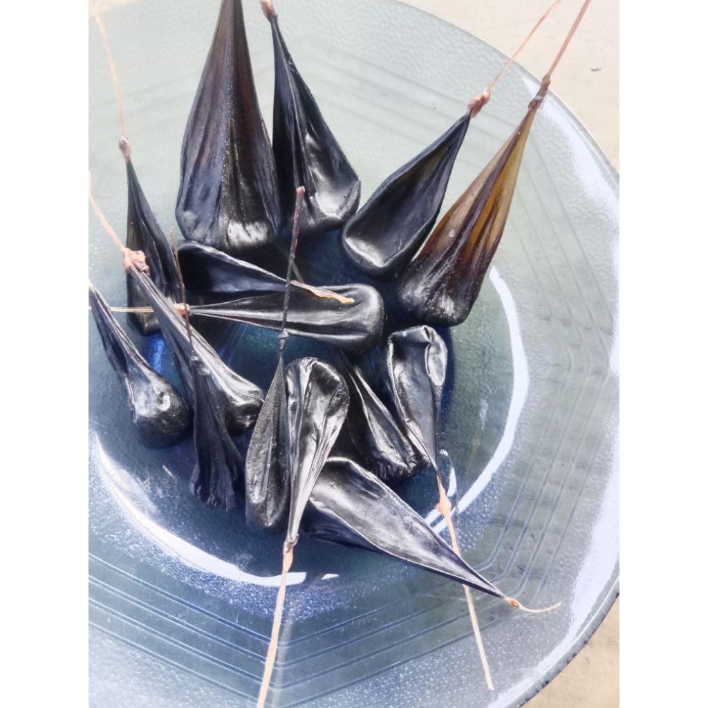 

empedu biawak,empedu pilihan,obat herbal tradisional. 1 biji