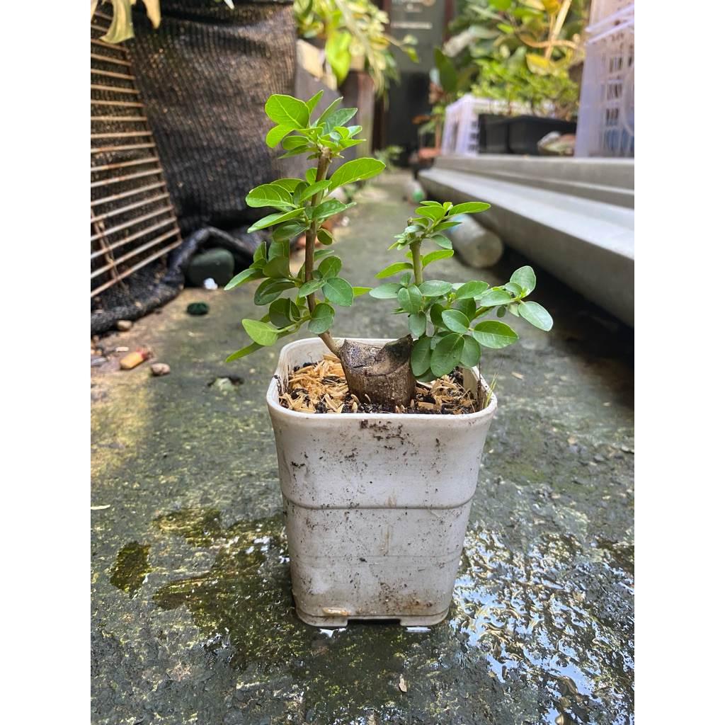 bonsai sancang batang besar