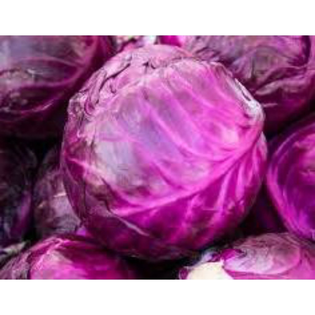 

Kol ungu/sayur kol ungu