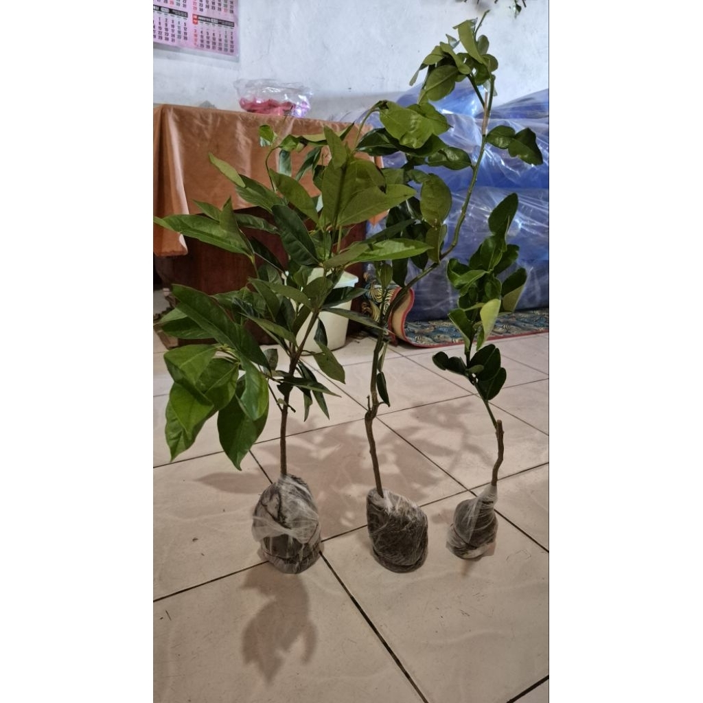 

paket jeruk purut daun salam