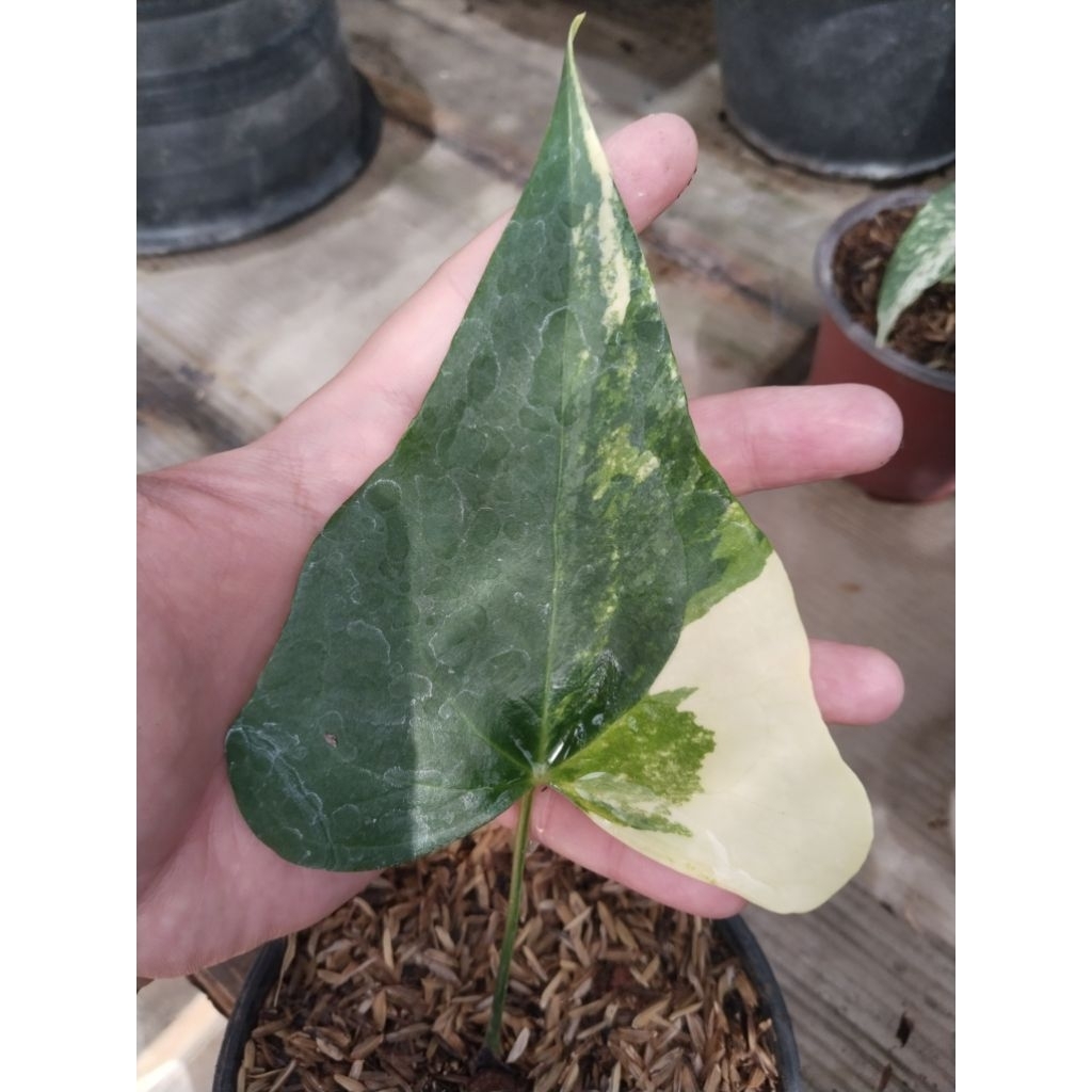 anthurium pteroductyl varigata mewah ( bonggol)