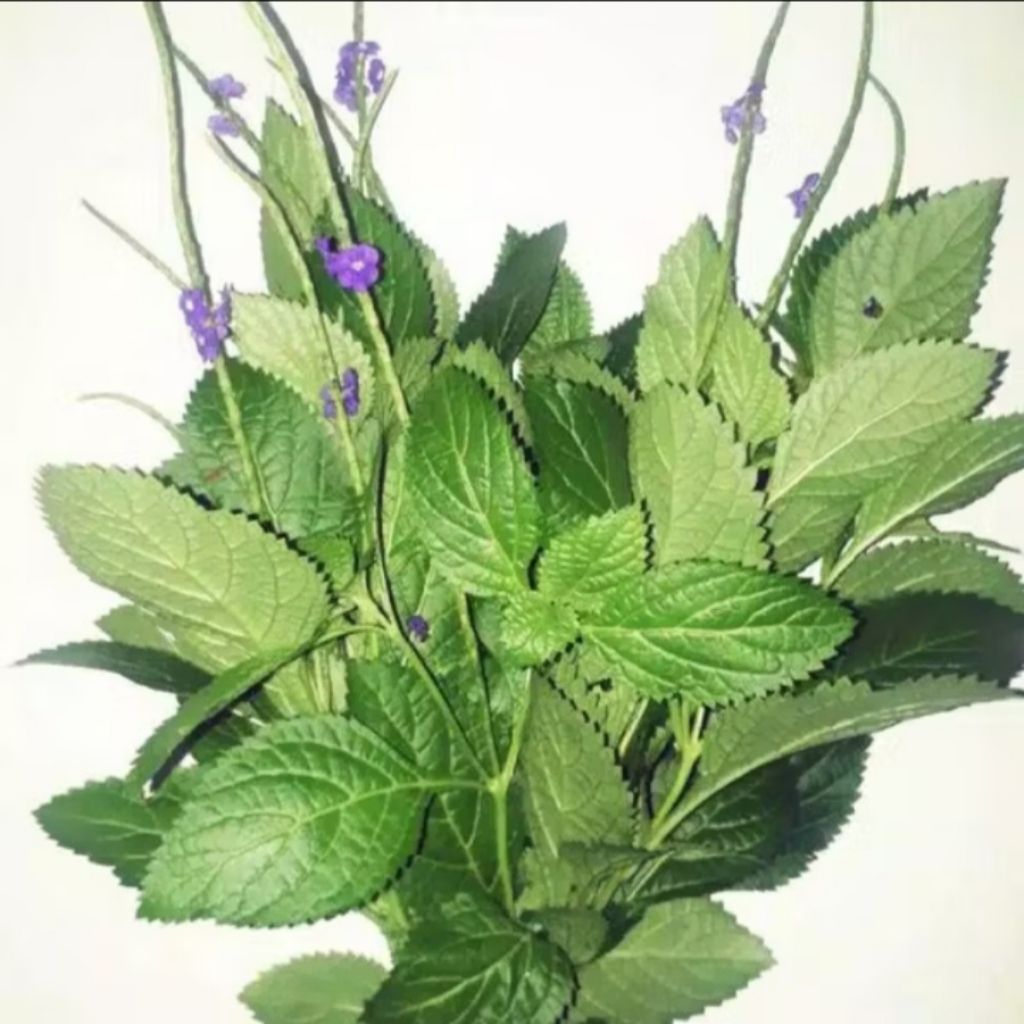 

Daun pecut kuda alias daun jarong/300 gram