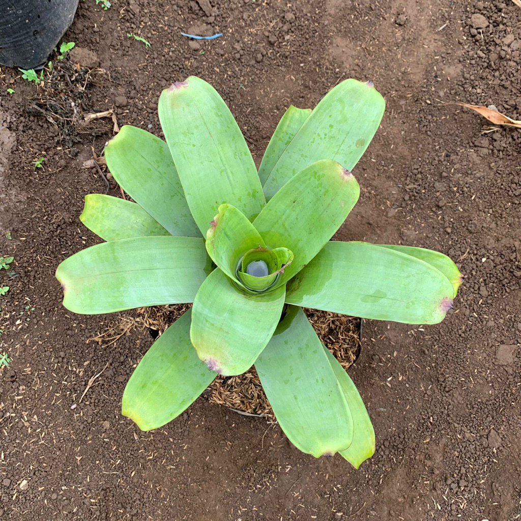 bromelia giant ukuran kecil - tanaman bromelia - bromelia giant