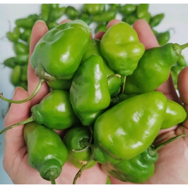

cabe gendot 250gr | 500gr | 1kg | JBP_Fresh
