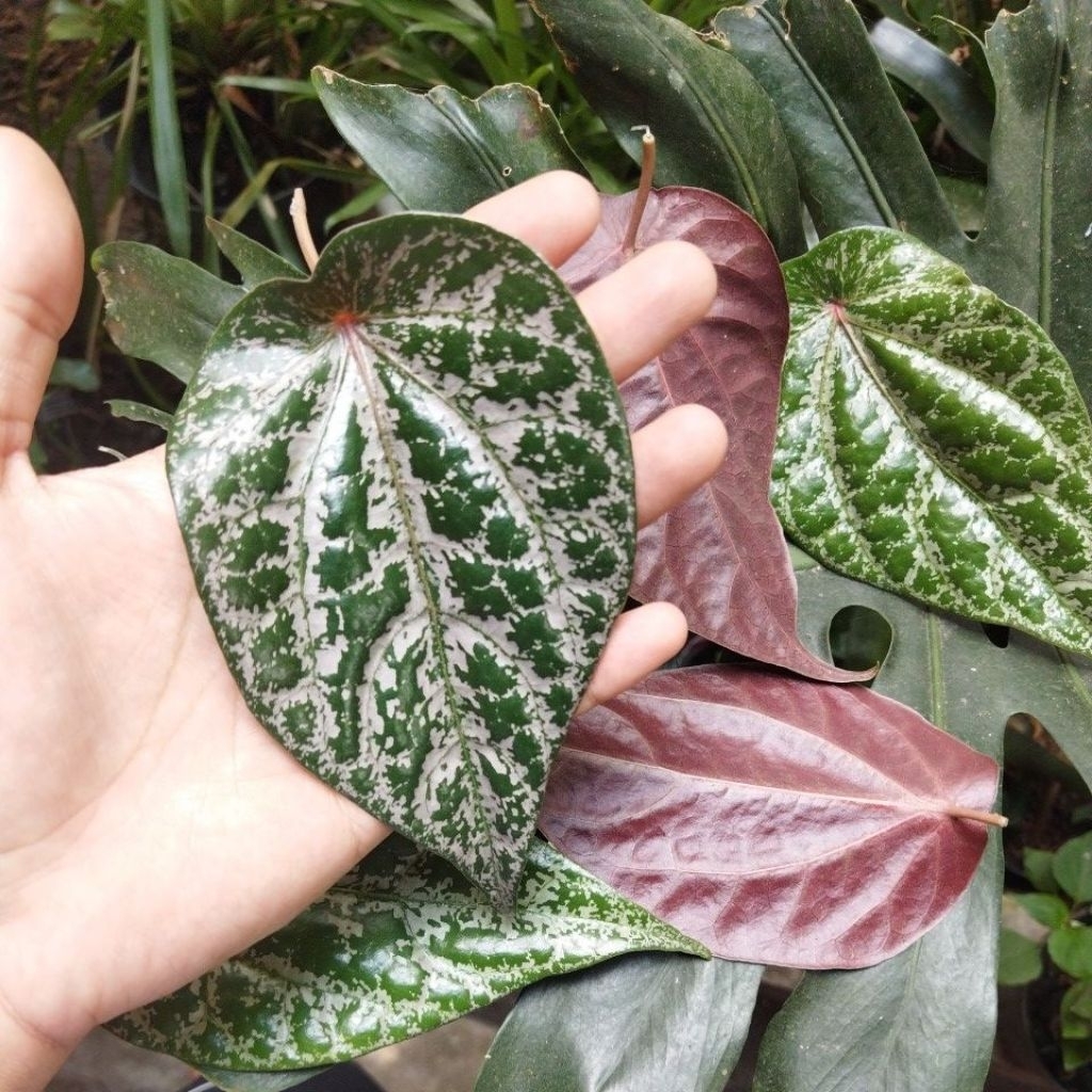 

daun sirih merah segar per lembar