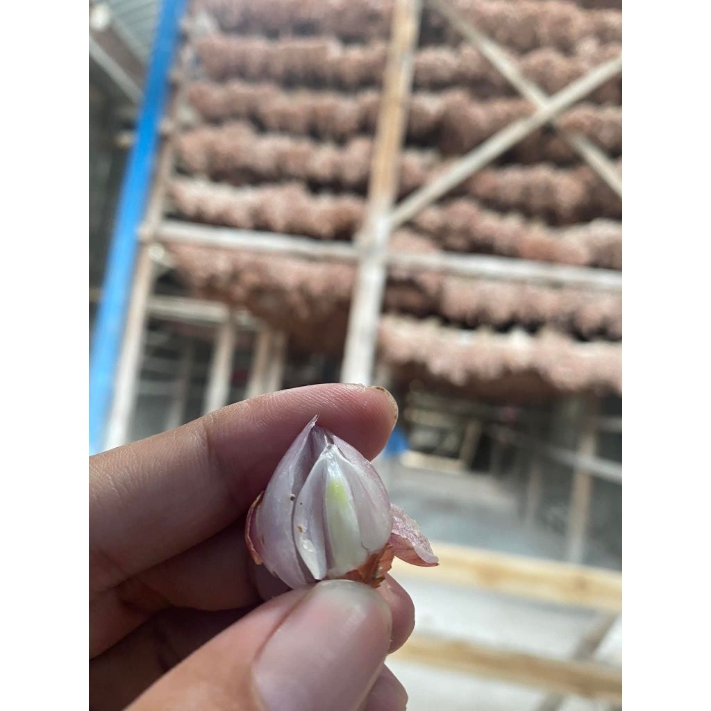 

BIBIT BAWANG MERAH THAJUK 100kg - THAILAN NGANJUK