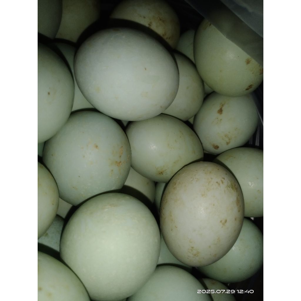 

Telur Bebek Pangon Segar / Telur Bebek Unggulan / Telur Bebek Segar Hantaran isi 10