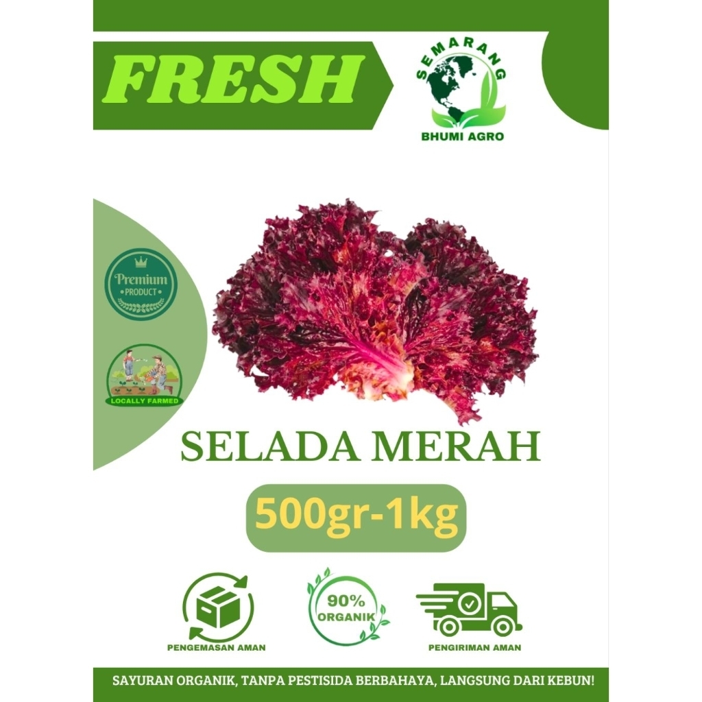 

Selada Merah Segar & Organik | BHUMI AGRO