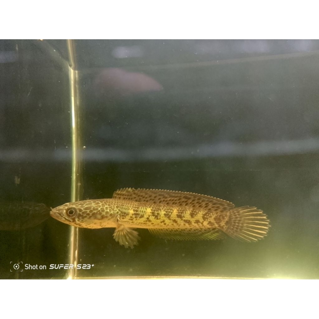 chana auranti size 15cm