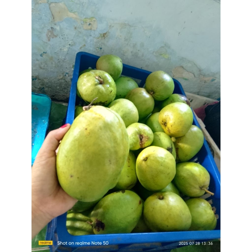 

mangga Jawa