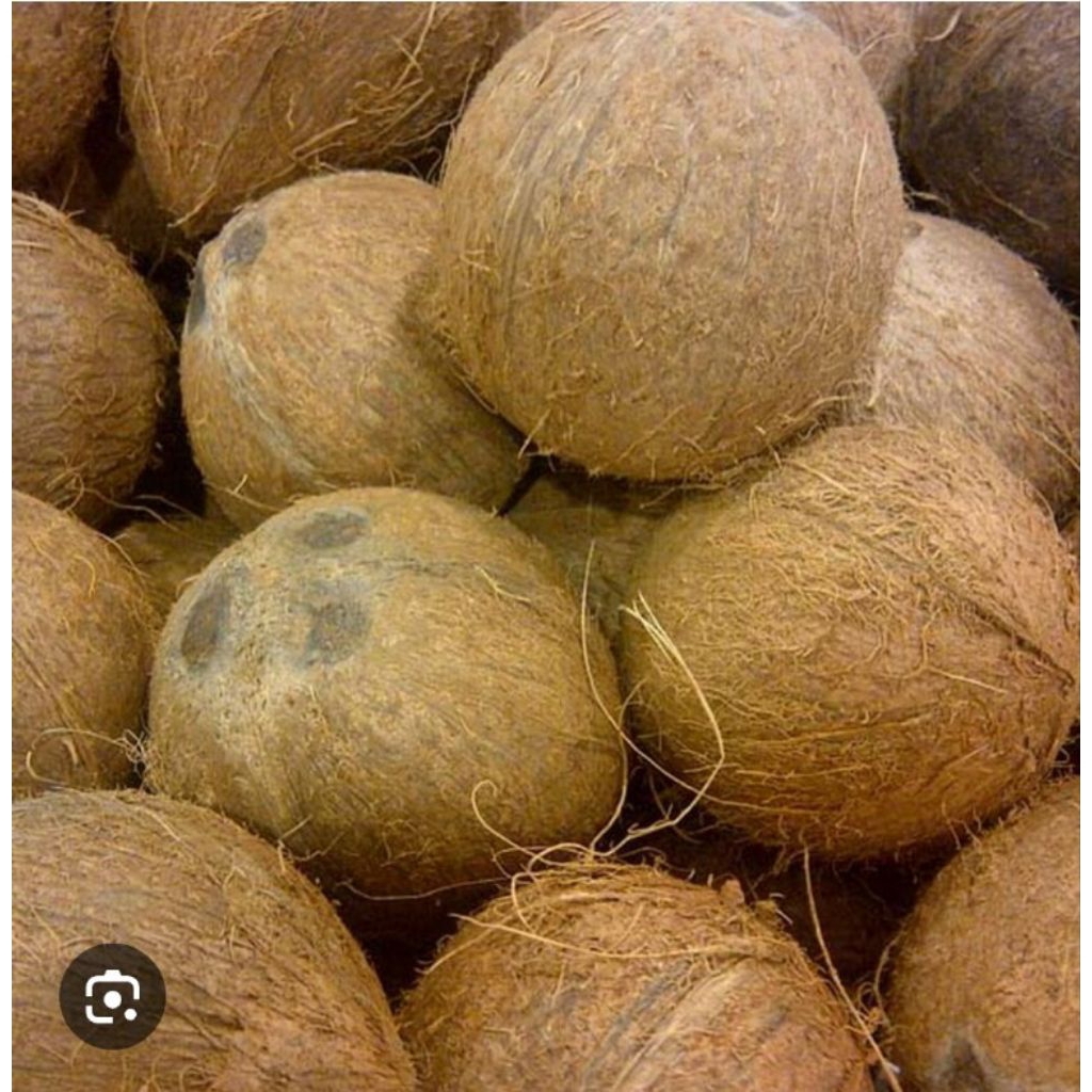 

1pcs kelapa tua asli banten