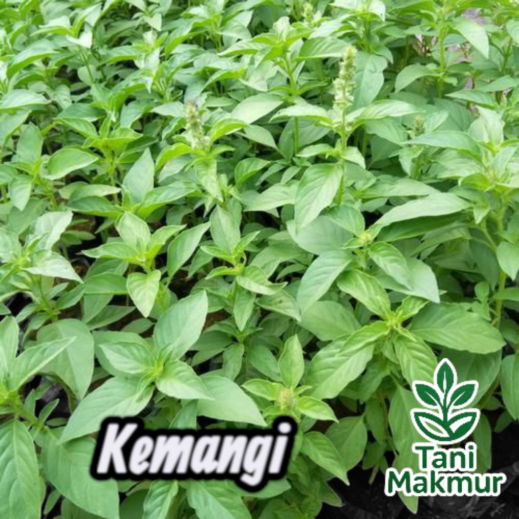 

Benih sayuran Kemangi (Ocimum basilicum) Kemasan seribuan
