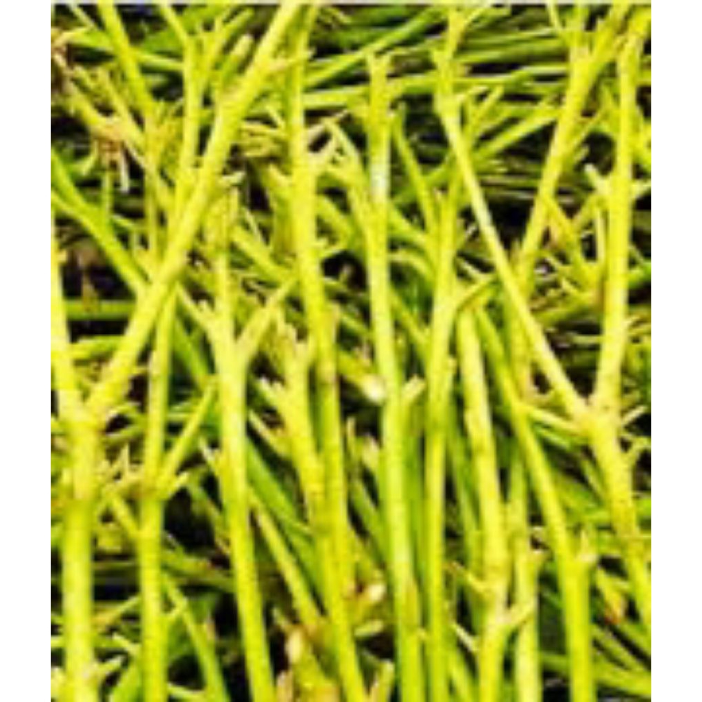 Entres alpukat Red Vietnam jaminan valid 100%