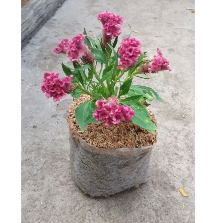 Tanaman hias jengger ayam/bunga jengger ayam