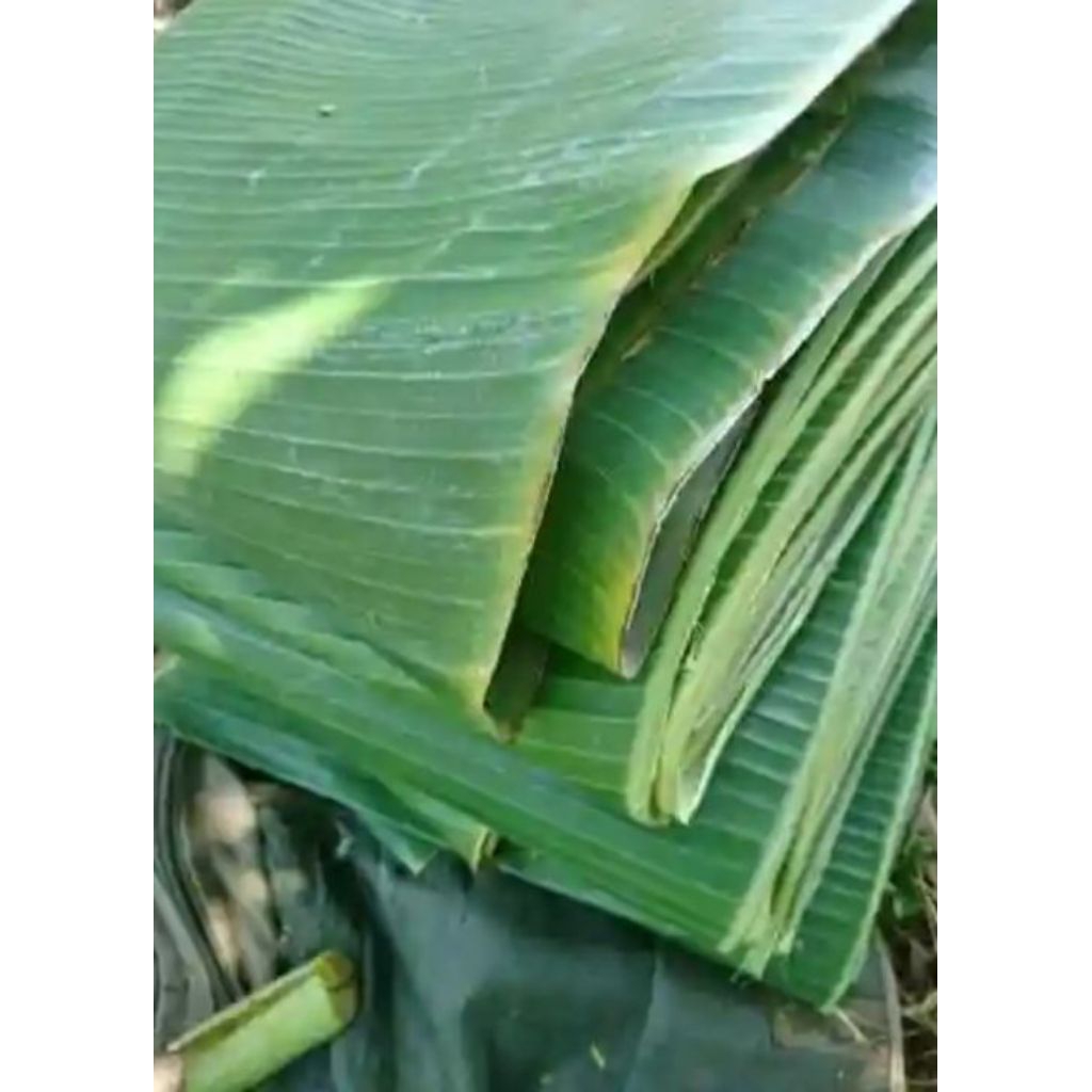 

daun pisang segar/fresh baru petik 1 kg