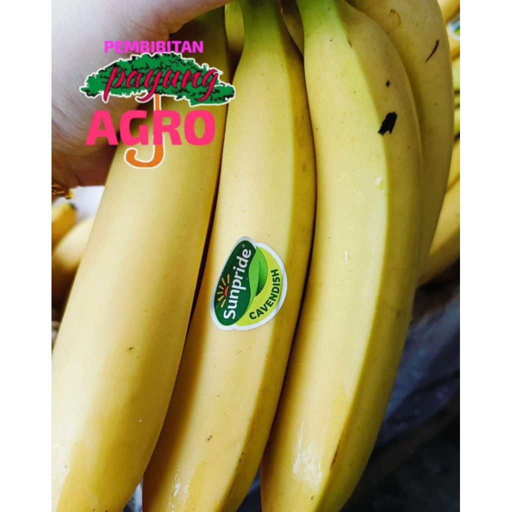 

buah pisang kavendis lampung manis