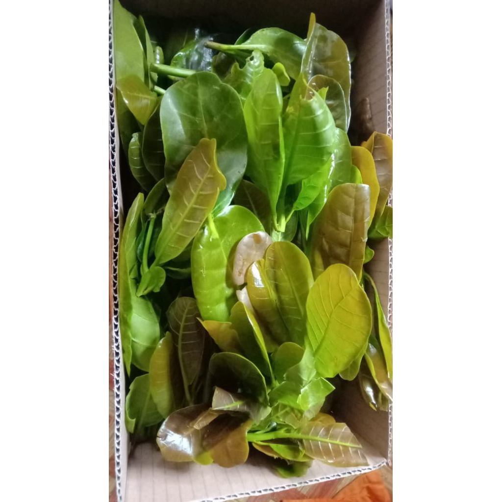 

Daun jambu mede/jambu monyet fress muda berat 500gr,1kg