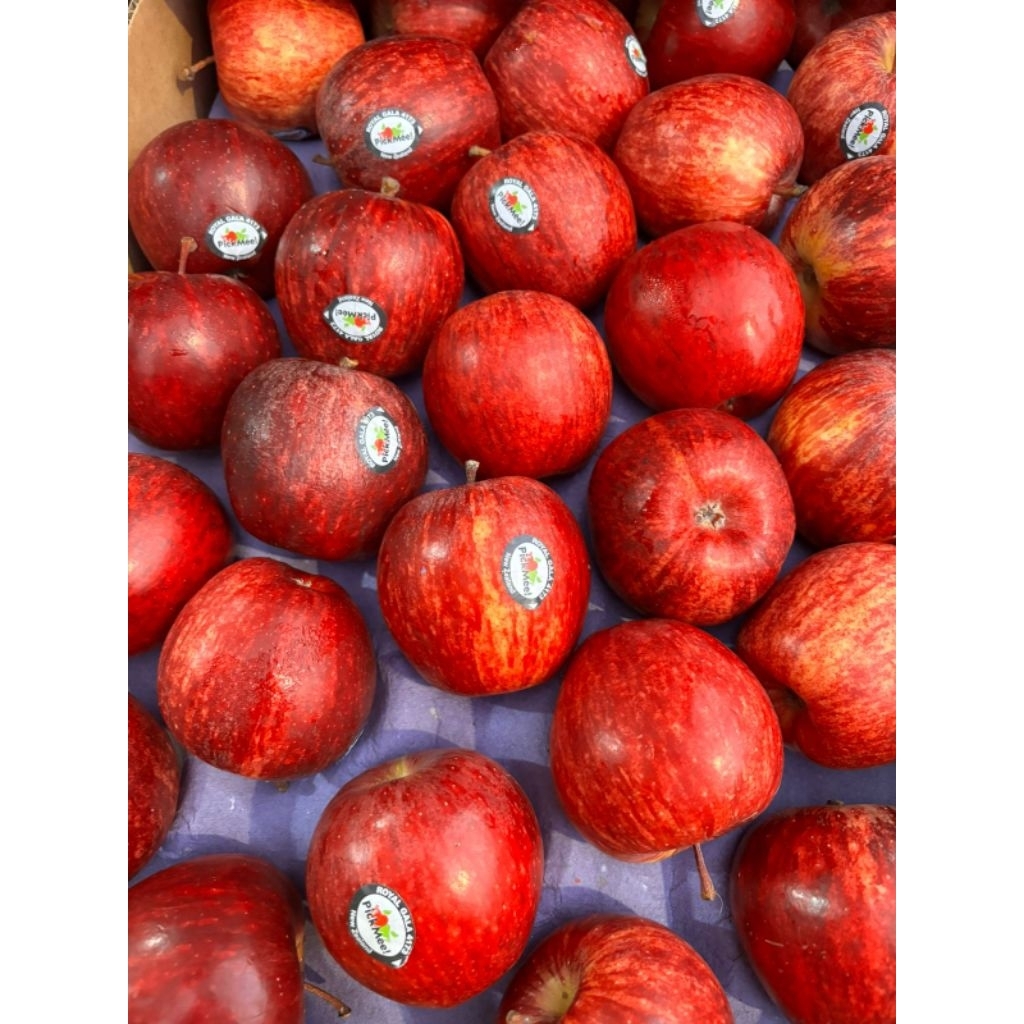 

apel royal gala new zealand