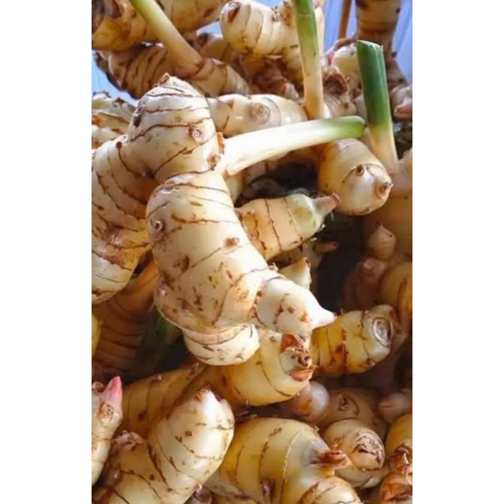 

Lengkuas Segar 1kg Lengkuas Putih Laos Laja Berkualitas