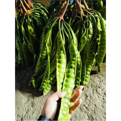 

PETE MURAH SEGAR 15 LONJOR / PETE SEGAR 15 PAPAN